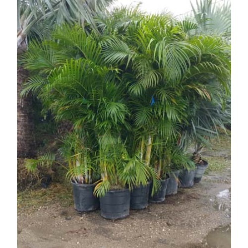 25 Gallon Areca Container Palm Tree